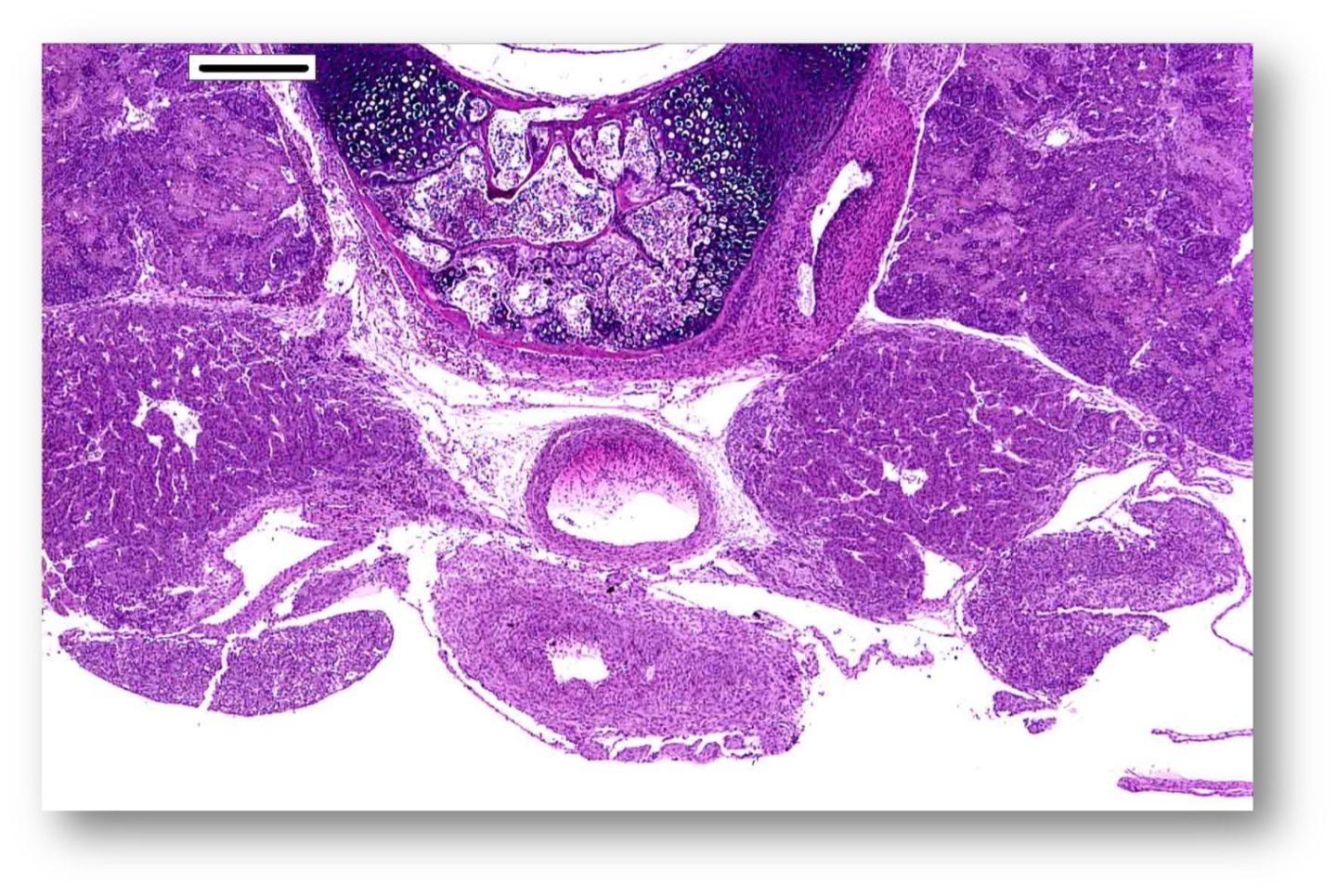 Avian pathology